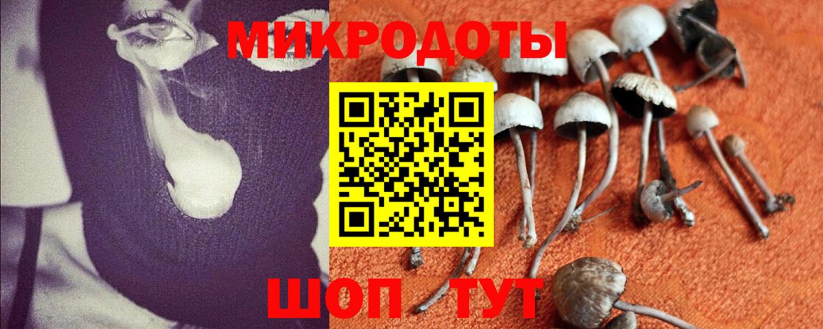 Псилоцибиновые грибы мицелий Гатчина