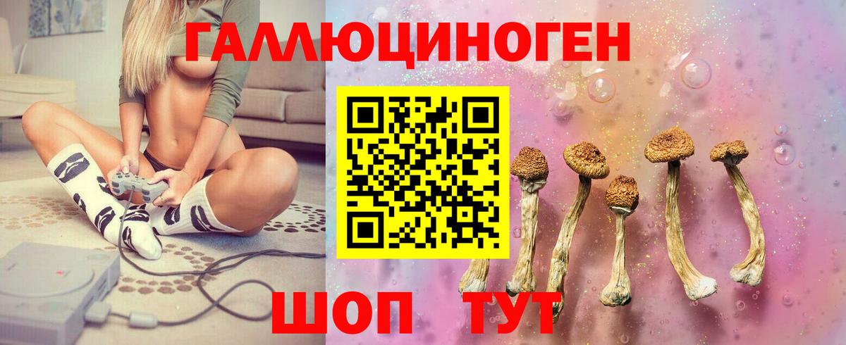 как найти   Гатчина  Галлюциногенные грибы MAGIC MUSHROOMS 